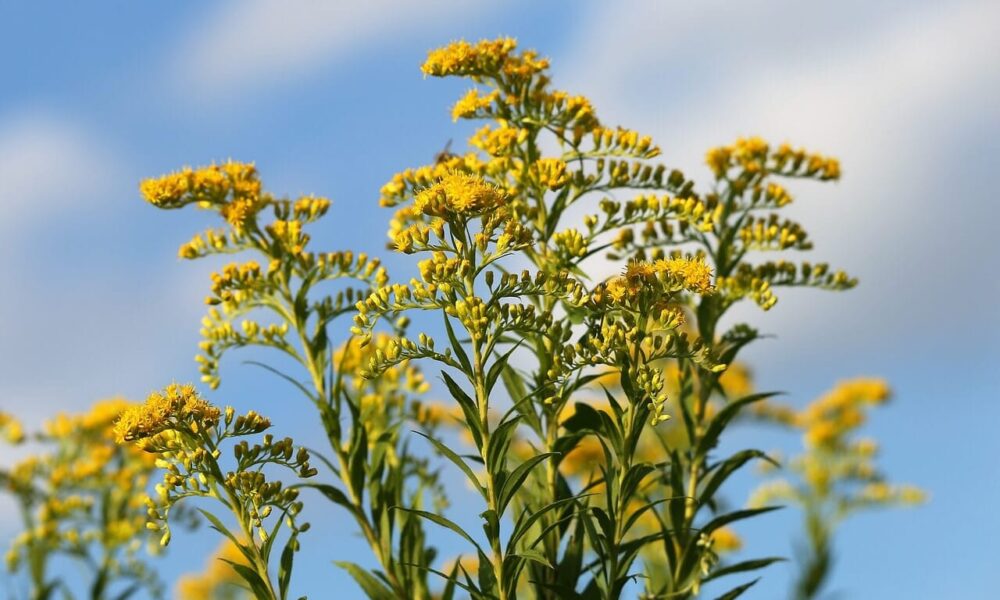 7 bylinkových čajov