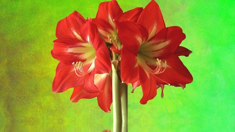 Krásna amarylka: Ako ju pestovať, aby kvitla počas zimy