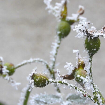 ako prezimovať bylinky