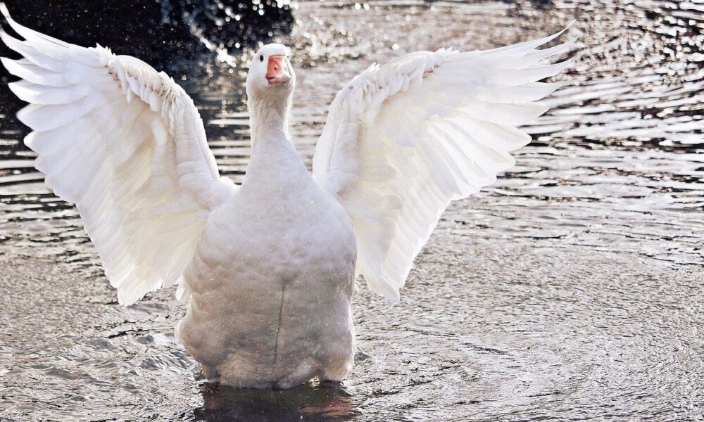 dôležité podmienky pre chov husí