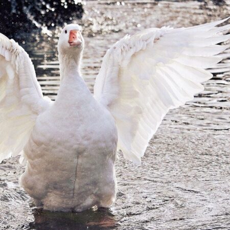 dôležité podmienky pre chov husí