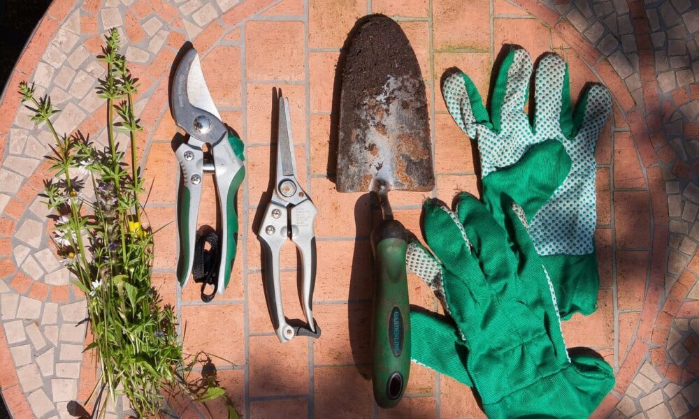 čo treba vedieť pre správny zimný rez