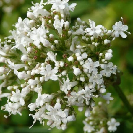 najlepšie liečivé bylinky