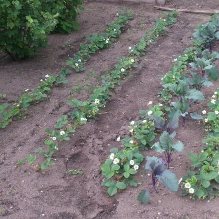 13 najbežnejších chýb pri pestovaní