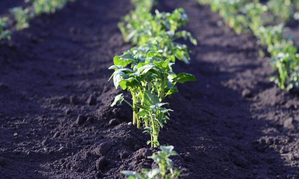 tipy na zlepšenie úrody zemiakov