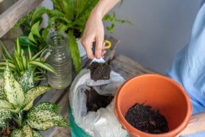 Ako rozmnožovať rastliny z odrezkov