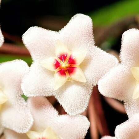 6 najdrahších izbových rastlín