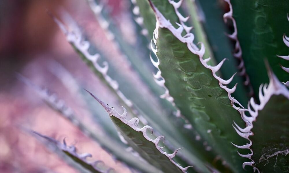 aloe vera distans