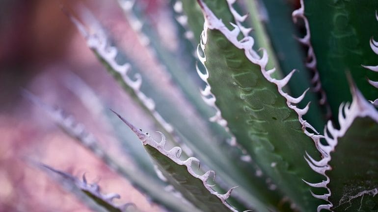 Ako vypestovať Aloe distans