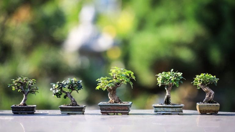 ako pestovať bonsaj