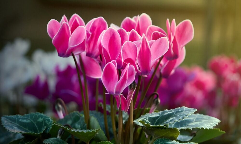 hnojivo pre cyklámen