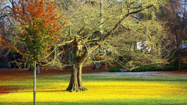 Ginko biloba – matuzalemský strom, ktorý navracia pamäť