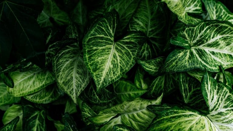6 najdrahších izbových rastlín