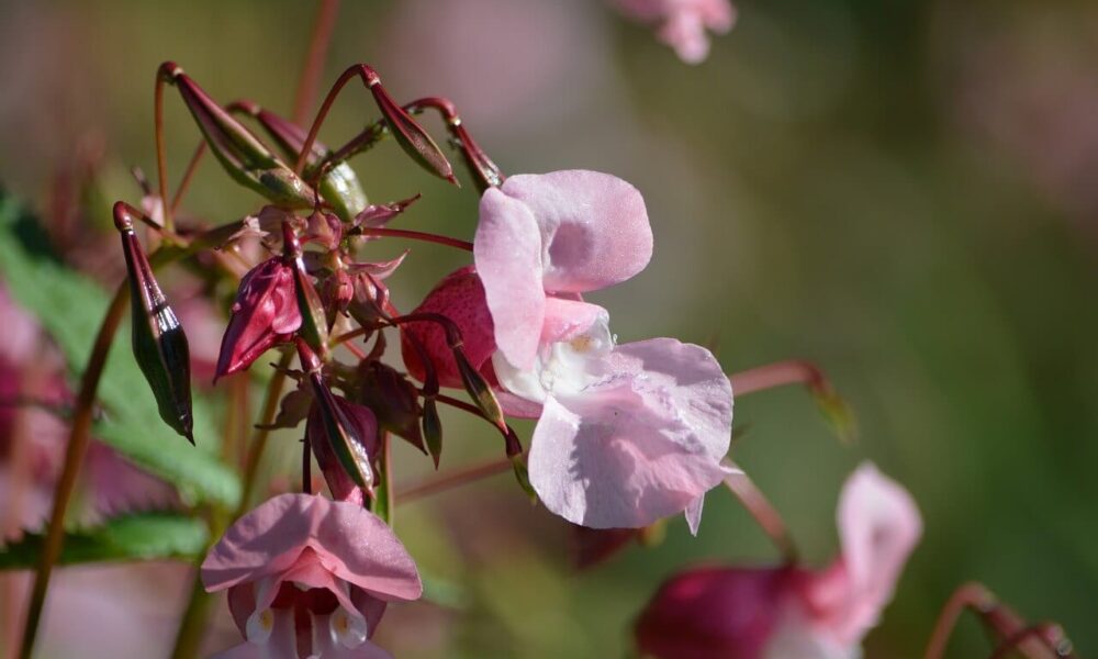 10 vonkajších rastlín