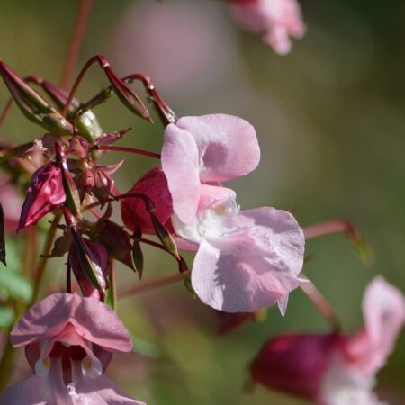10 vonkajších rastlín