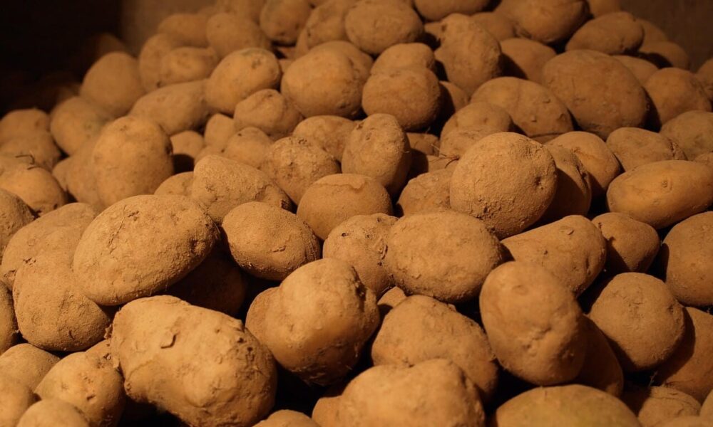 7 efektívnych metód, ako znížiť škodce