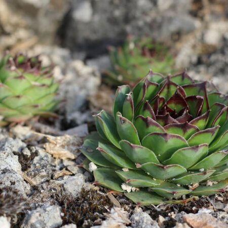 ako prezimovať sukulenty