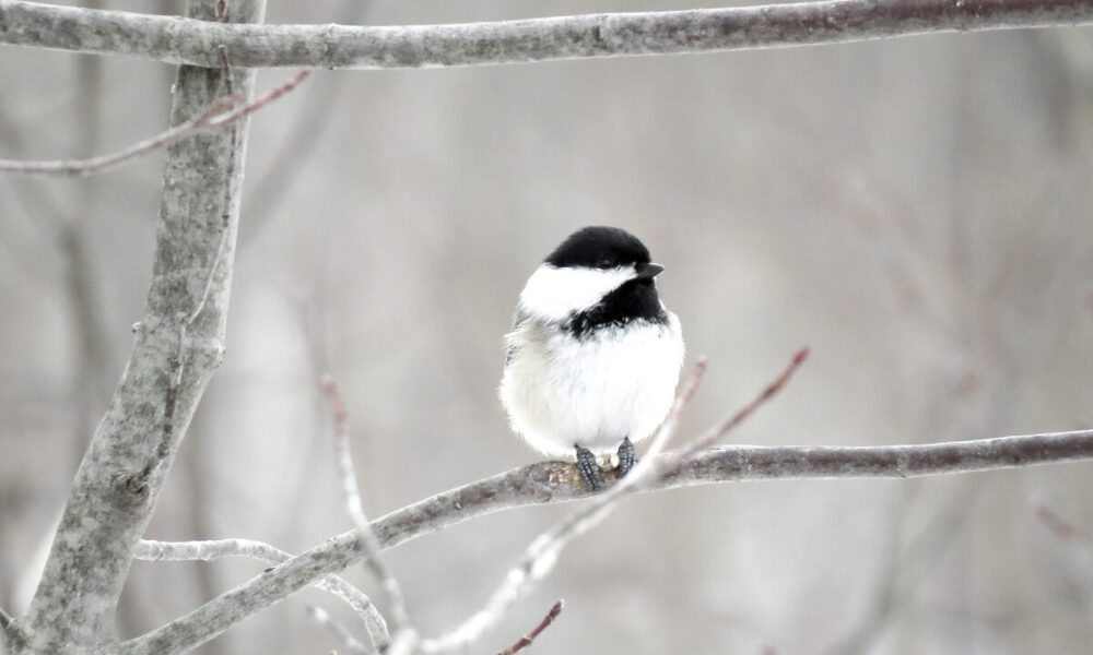 Ako prilákať vtáky na záhradu