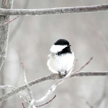 Ako prilákať vtáky na záhradu