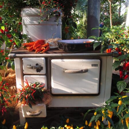 pestovanie čili v kvetináči