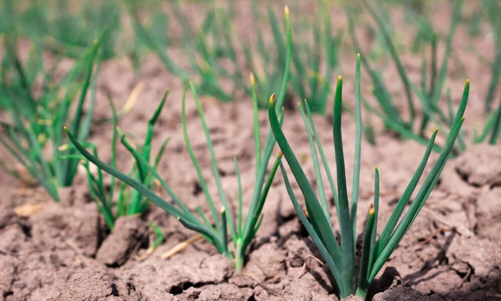 Priamy výsev na záhradu