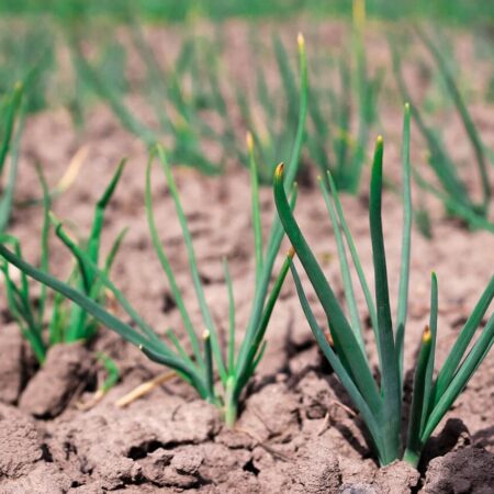 Priamy výsev na záhradu