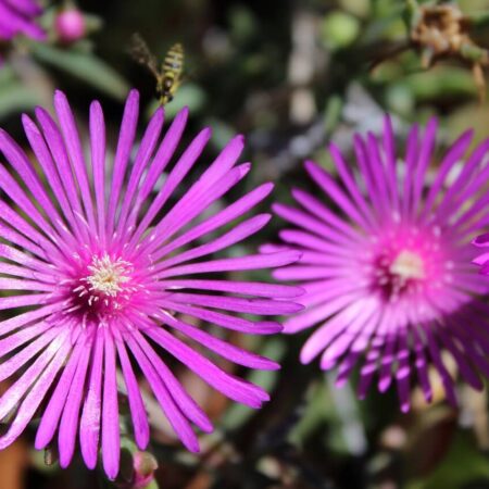 14 odrôd, ktoré možno pestovať zo semien