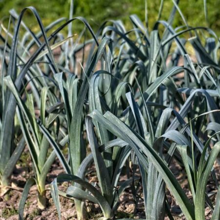 podceňovaný pór, zistite, prečo sa ho oplatí pestovať.