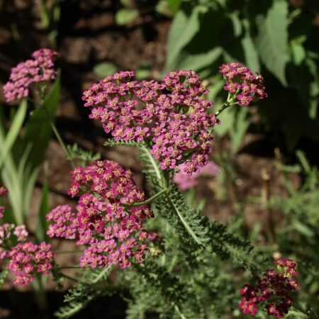 krásne trvalky zo semien