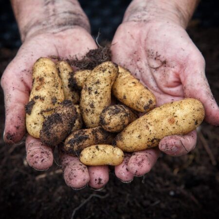 Ste začiatočník? Vysaďte tieto plodiny