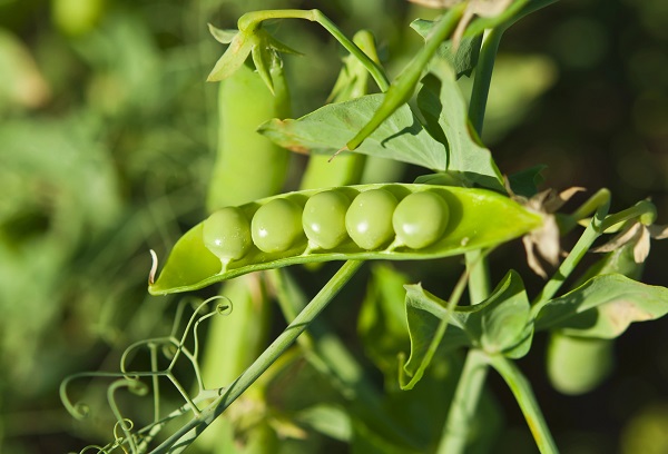 Kedy a ako sadiť chutný zelený hrášok
