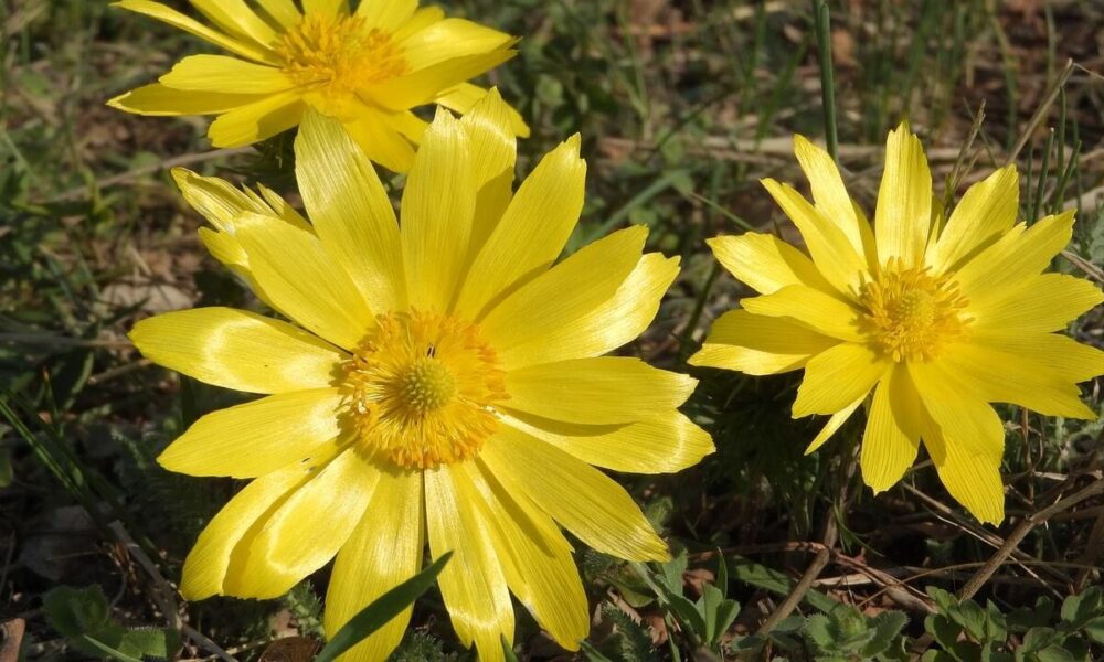 vzácne poklady jari, ktoré možno máte vo svojej záhrade