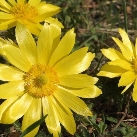 vzácne poklady jari, ktoré možno máte vo svojej záhrade