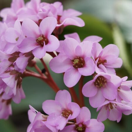 objavte trvalky skorej jari