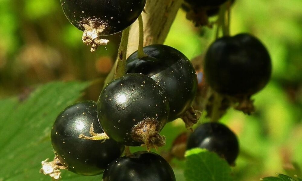 ako rezať čierne ríbezle