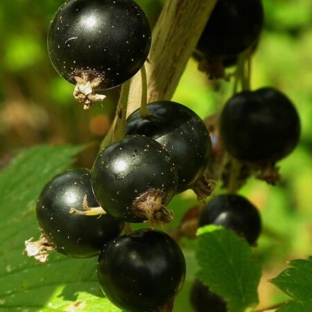 ako rezať čierne ríbezle