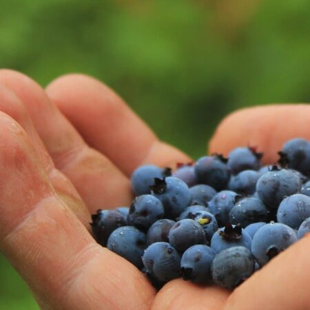 potraviny, ktoré patria k najvýživnejším na svete.