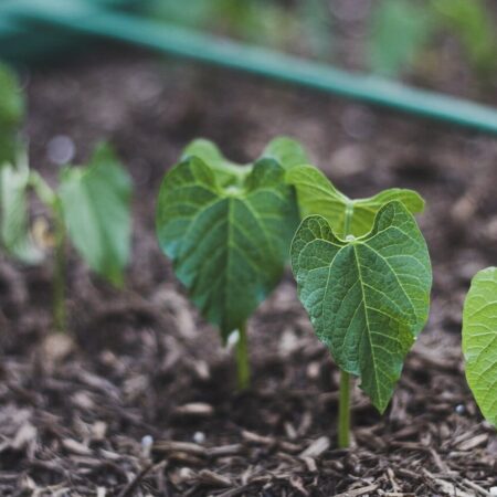 táto skvelá náhrada mäsa je plná vitamínov