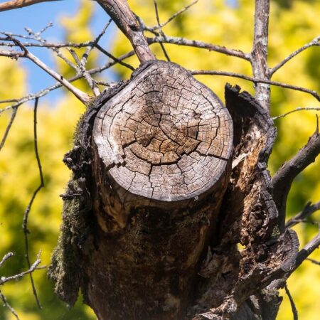 ako odrezať staré konáre