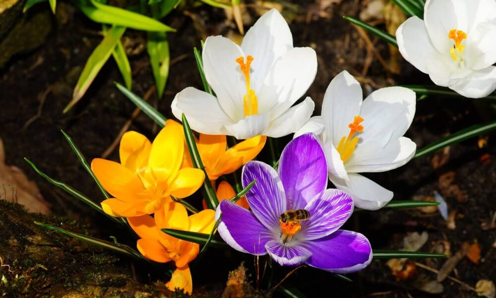 čo sa robí v marci na záhrade