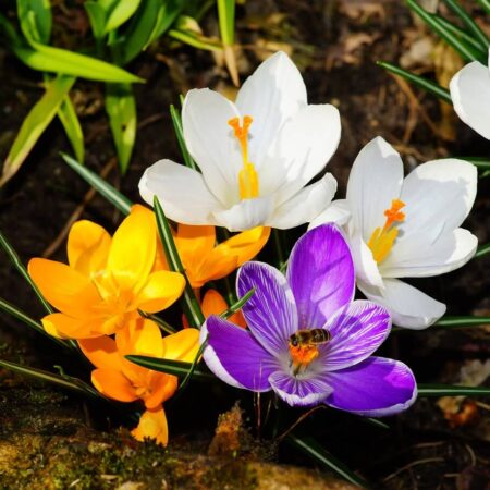 čo sa robí v marci na záhrade