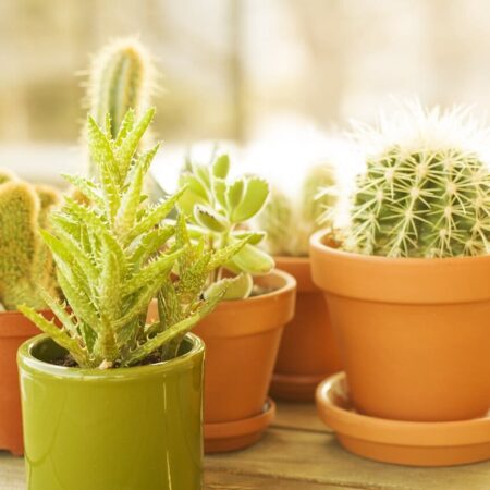 presádzanie rastlín a vhodné kvetináče