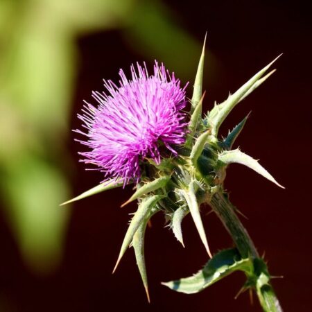 zázračný bodliak pestrec mariánsky