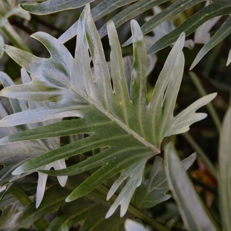 filodendron a jeho presádzanie