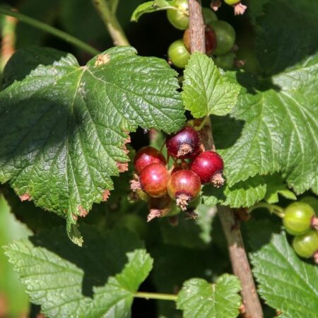 zmladzovanie ovocných kríkov