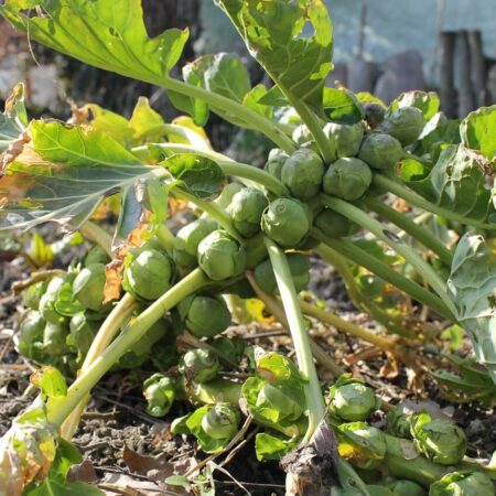 ružičkový kel a jeho pestovanie