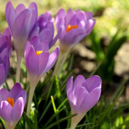 ako sa správne starať o šafrany