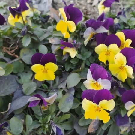 ako vypestovať sirôtky