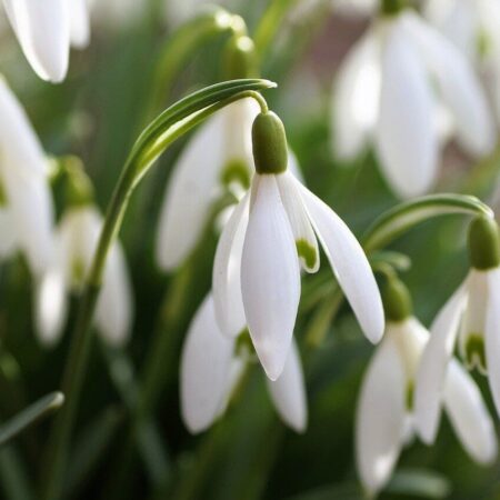 ako sa správne postarať o snežienky