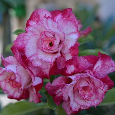 Zoznam rastlín, ktoré milujú sucho.